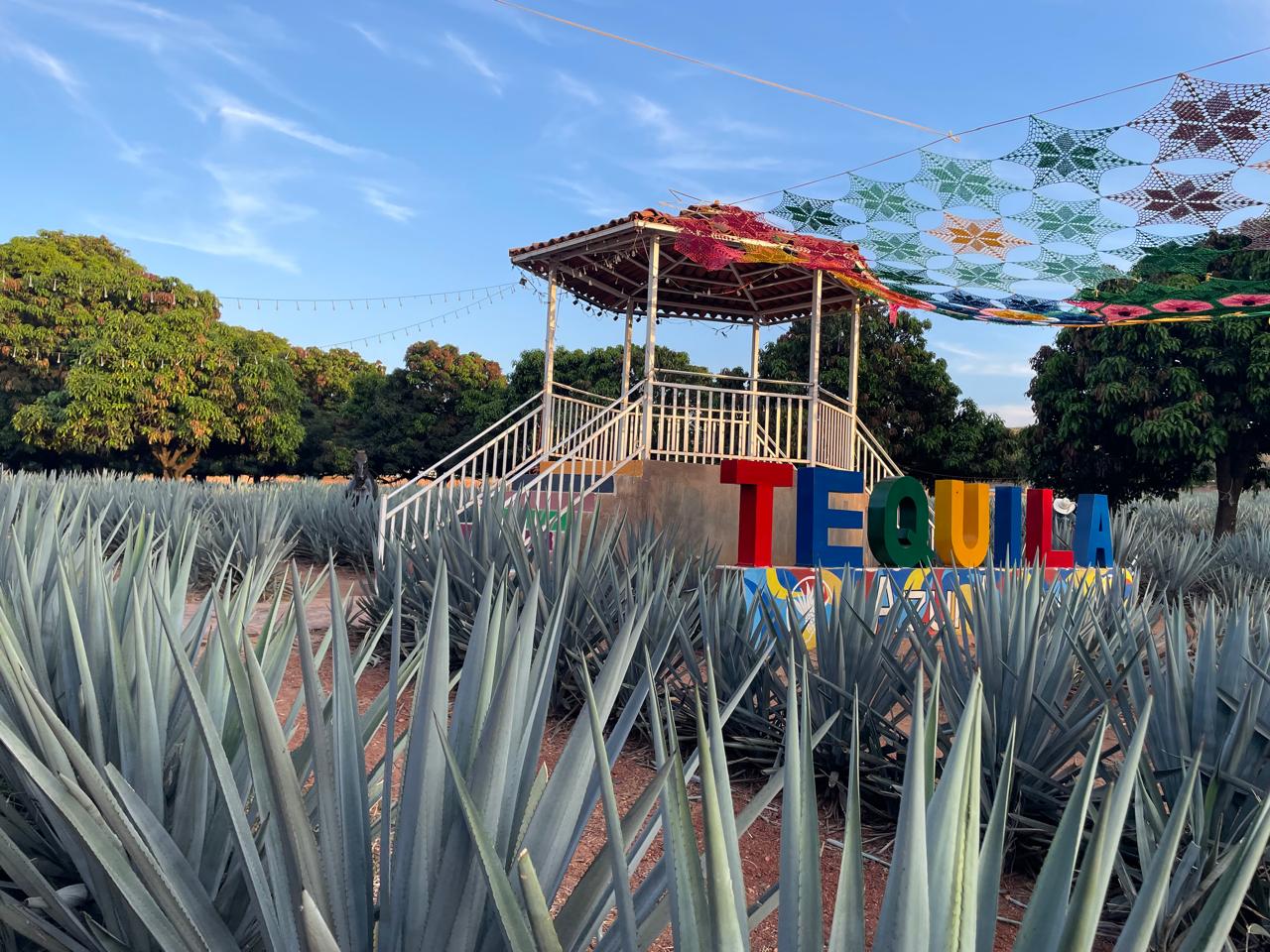 Campos de agave - Azul Agave